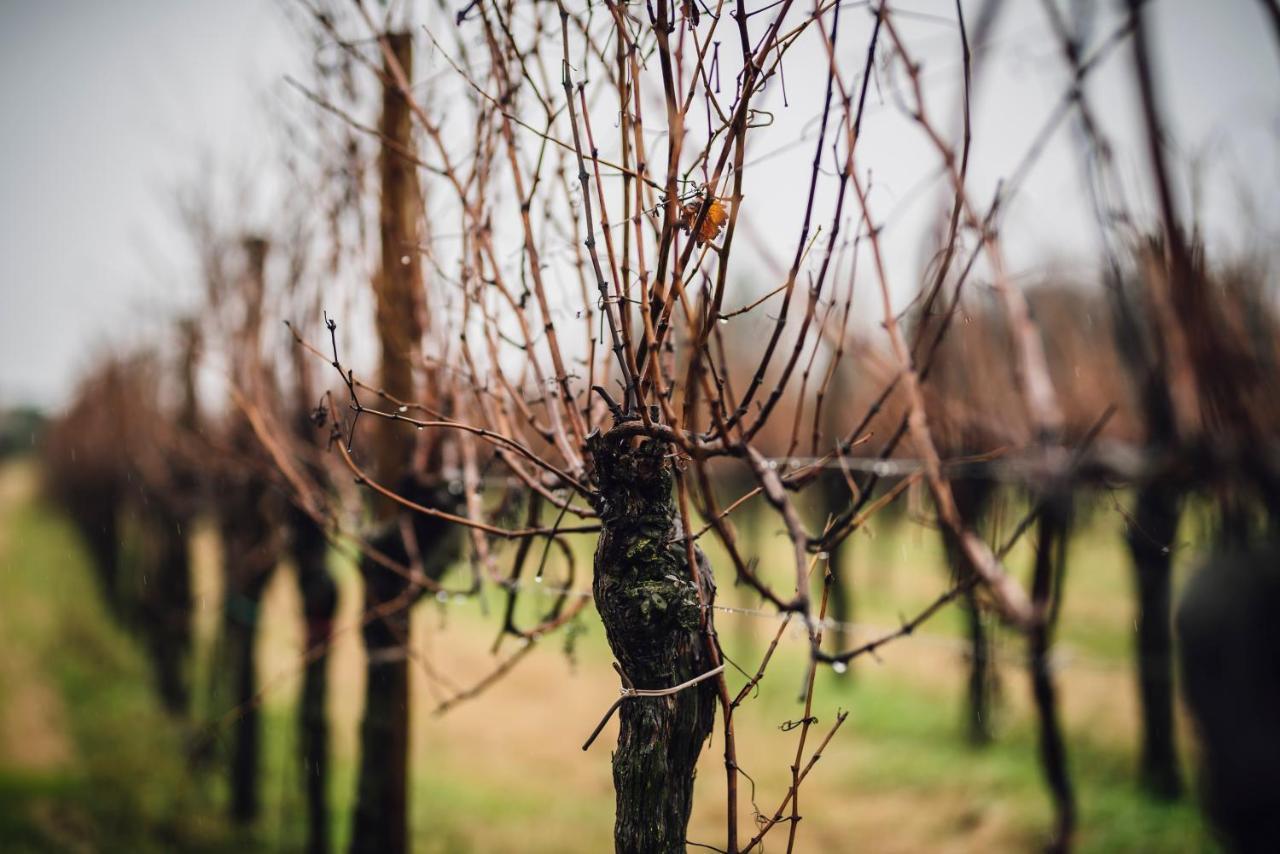 Willa Agriturismo Mulino Delle Tolle Bagnario Arsa Zewnętrze zdjęcie